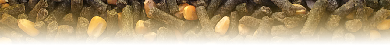 mélange tourteau et maïs