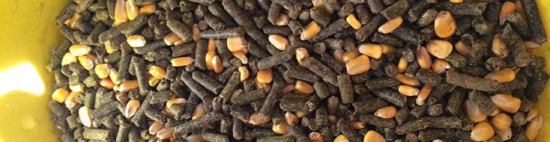 Melange maïs et tourteau