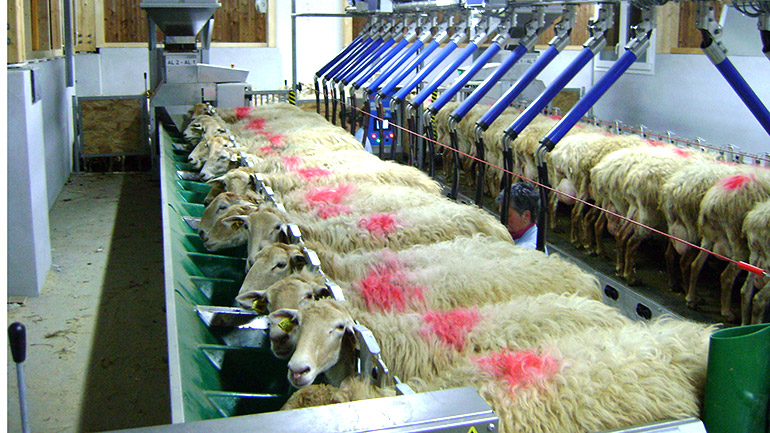 distributeur de nouriture à brebis