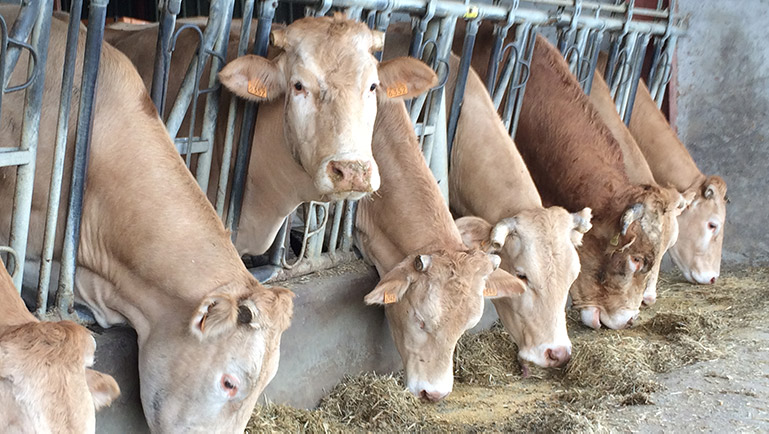 Blondes d'Aquitaine broutant du fourrage