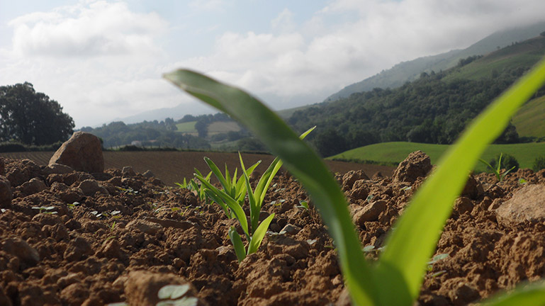 Premières pouses de maïs dans un champs