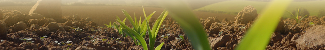 plan de maïs en train de lever en terre