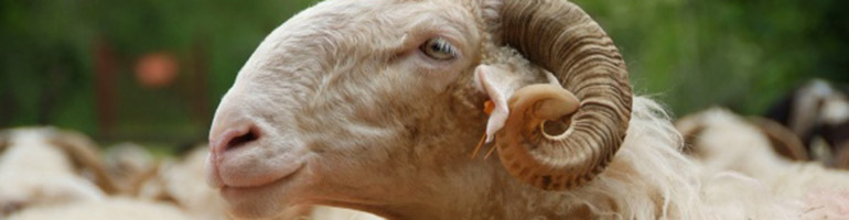 brebis agnelle agneau