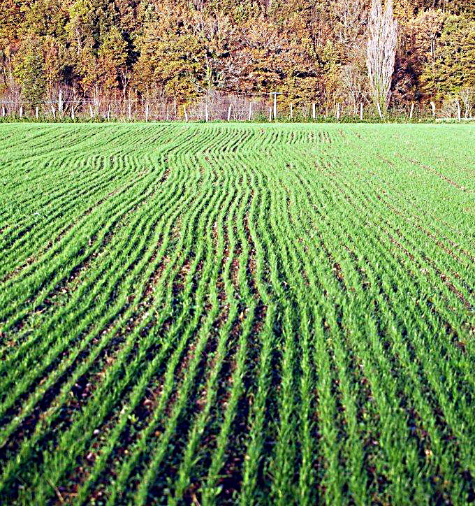 semense en train de lever dans un champ