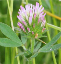 fleur de treffle mauve